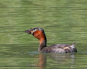 미국가재를 잡아먹는 논병아리