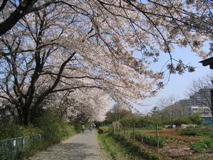 아사오가와 벚꽃길 (2005년 4월 10일)