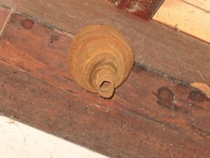 꼬마말벌 초기 집