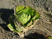 월동 시에는 덩굴 윗부분을 끈으로 묶어 잎을 서리의 피해로부터 보호한다.