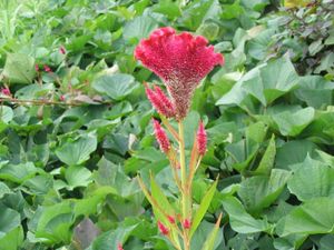 맨드라미 (Celosia argentea)