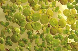 4a. 개구리밥 (대형 엽상체)과 좀개구리밥 (소형 엽상체)