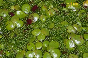 4b. 개구리밥 (대형 엽상체)과 Wolffia arrhiza (미소 엽상체)
