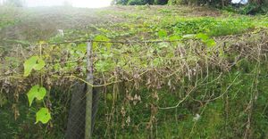 차요테 재배지 (레위니옹)