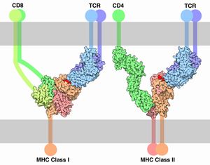 T 세포 수용체가 MHC I 및 MHC II와 복합체를 이룬 모습