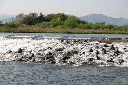 자연 하천의 단차에서도 보이는 자연의 사류를 모방한 흐름의 부채꼴 어도인 「자연석 파노라마 어도」(이비 강 지류·네오 강). (기후현 오노정, 2008년 6월)