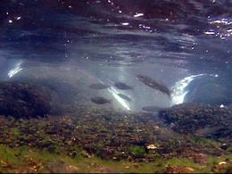 슬릿부를 통과하는 은어의 무리 (이비강 지류・네오강 제3 바닥 굳힘 공사). (기후현 오노정, 2000년 5월)