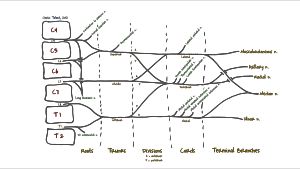 C5-T1 앞가지를 포함한 팔신경얼기의 모식도