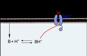 국소 마취제가 전압 의존성 나트륨 채널(NaV)에 작용하는 개념도.