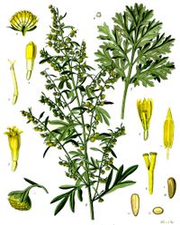 쓴쑥(Artemisia absinthium)