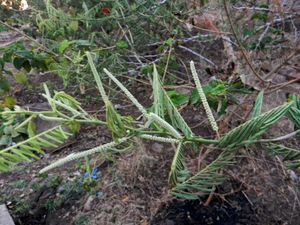 푸네 탈자이 언덕에서 촬영된 아라비아고무나무