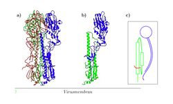 (a) 3개의 단량체가 빨강, 파랑, 녹색으로 표시되어 있다. (b) 하나의 단량체는 HA1(파랑)과 HA2(녹색)로 구성되어 있다. (c) 빨강은 결합 펩티드, 노랑은 SS 결합을 나타낸다.