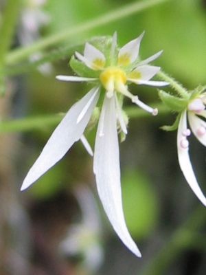 봄맞이바위취의 꽃