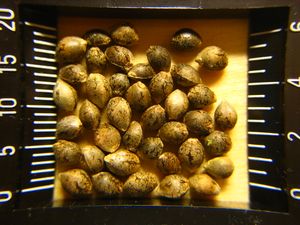 삼 씨(열매)는 칠미 고추에 포함된다.