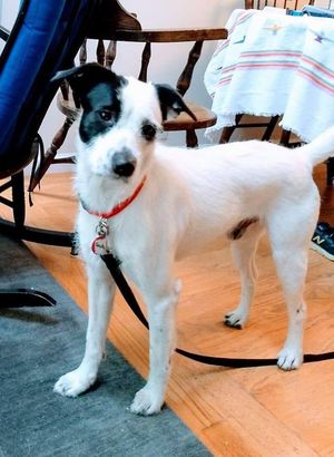 DNA 염기 서열 분석 결과, 이 잡종견은 래브라도 레트리버, 불 마스티프, 차우차우, 오스트레일리안 캐틀 도그, 코기, 핏 불 테리어의 혼합종으로 나타났다.