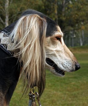 스무스(두부), 페더드(귀)