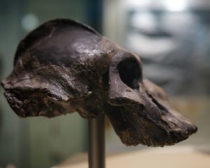 KNM WT 17000 재구성, 측면도