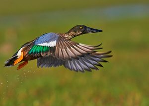 비행하는 수컷 넓적부리, 칠리카 호수.