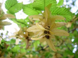 익은 열매 C. betulus