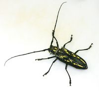 흰점박이하늘소 Batocera lineolata