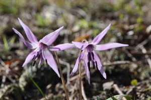 마쿠다니 개별꽃