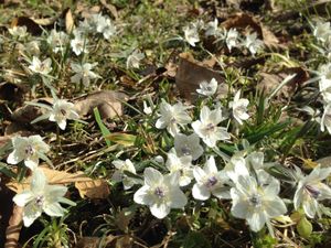 카와아이 세츠분소