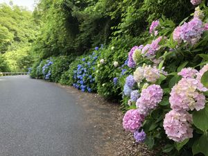 다이센 아지사이 로드