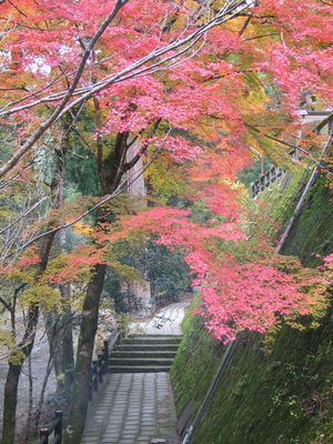 아마노이와토와케 신사의 단풍