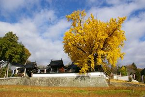 붓포지 은행나무