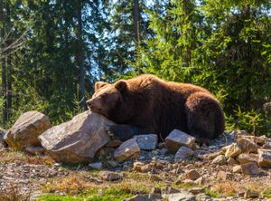 시네비르 국립 자연 공원의 곰