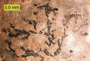 dendroid}}형 필석의 일종인 . 오르도비스기, 에스토니아 북부.