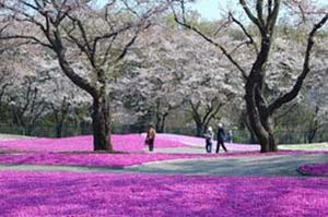 군마현타테바야시시 도부 트레저 가든" 벚꽃과 함께 피는 꽃잔디
