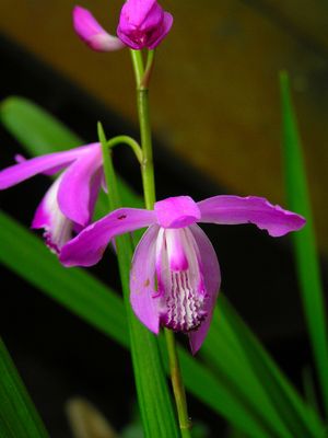 꽃 (2008년 5월 30일)