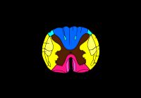 경수 레벨에서의 척수 단면도. 운동계 전도로는 외측 피질척수 경로, 적핵척수 경로, 전 피질척수 경로 등이 있다.