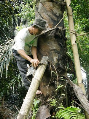 꽃차례 수액을 대나무 관에 채취하는 광경