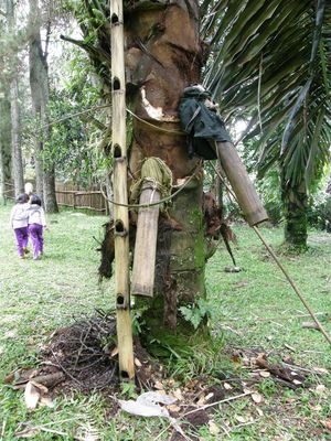 더욱 아래의 줄기에서도 채취한다