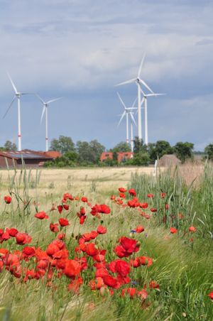 메르키시-오데를란트의 풍력 발전, 양귀비꽃을 앞에 두고