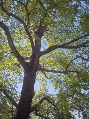 튀르키예 부르사