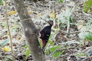 아종 "오스톤오오아카게라" 암컷