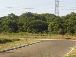 카노아스의 전형적인 식생