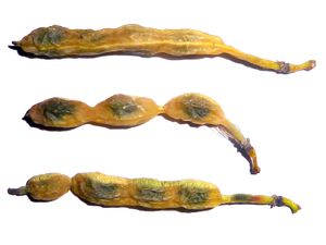 회화나무의 콩꼬투리