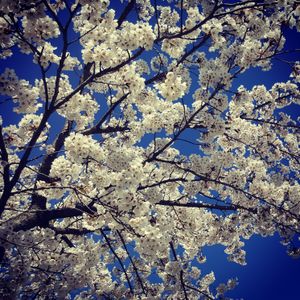 벚나무(Prunus serrulata)