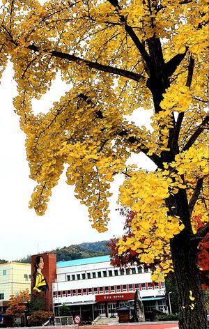김천예술고등학교 교목인 은행나무