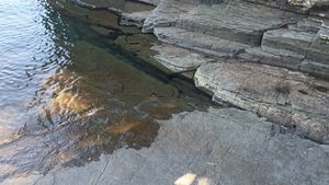 용각류 공룡 발자국