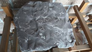 야외전시장의 화석