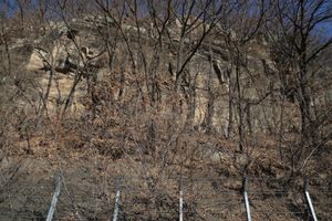 군위군 부계면 신화리~창평리 지방도 제919호선 도로변