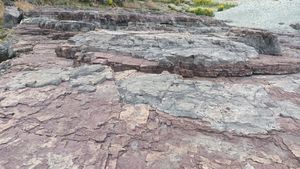 자색층과 회색층의 교호