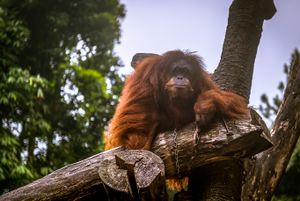 오랑우탄