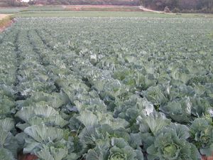 아쓰미 반도의 양배추 밭 (2006년 12월 촬영)