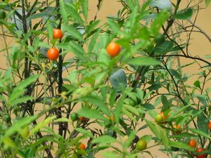 루저우는 온화한 기후를 보인다.